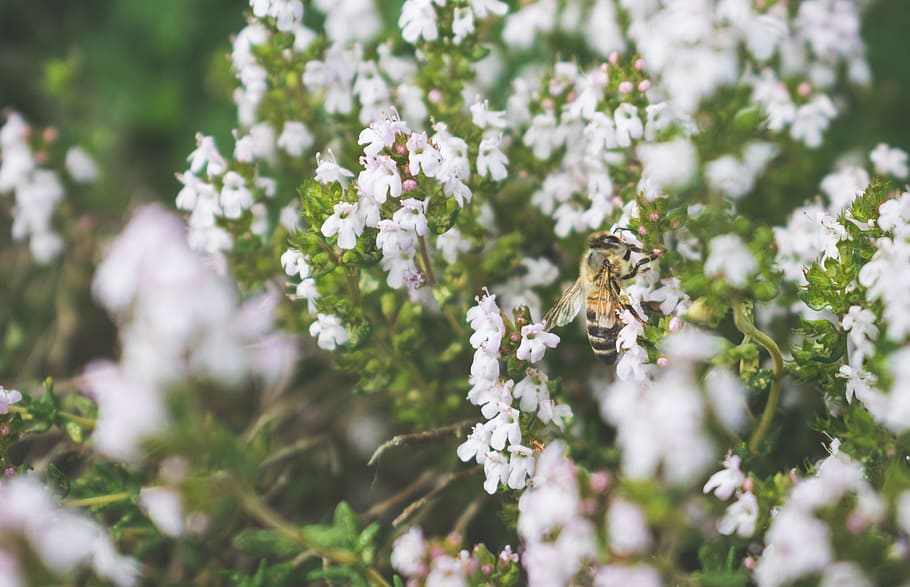 bee on white flowers, flowering plant, selective focus, fragility HD wallpaper