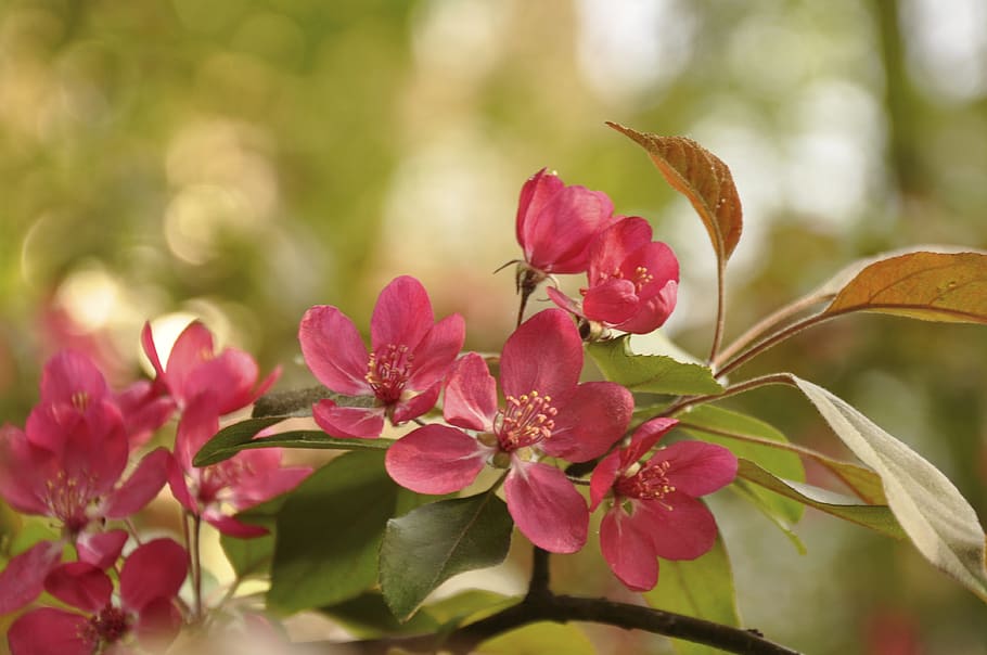 spring, flower, bloom, spring flower, nature, spring flowers HD wallpaper