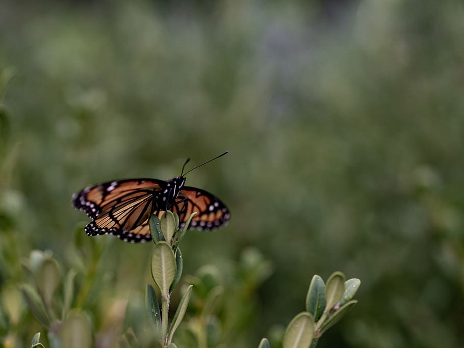 butterfly on green leaf, invertebrate, animal themes, insect HD wallpaper