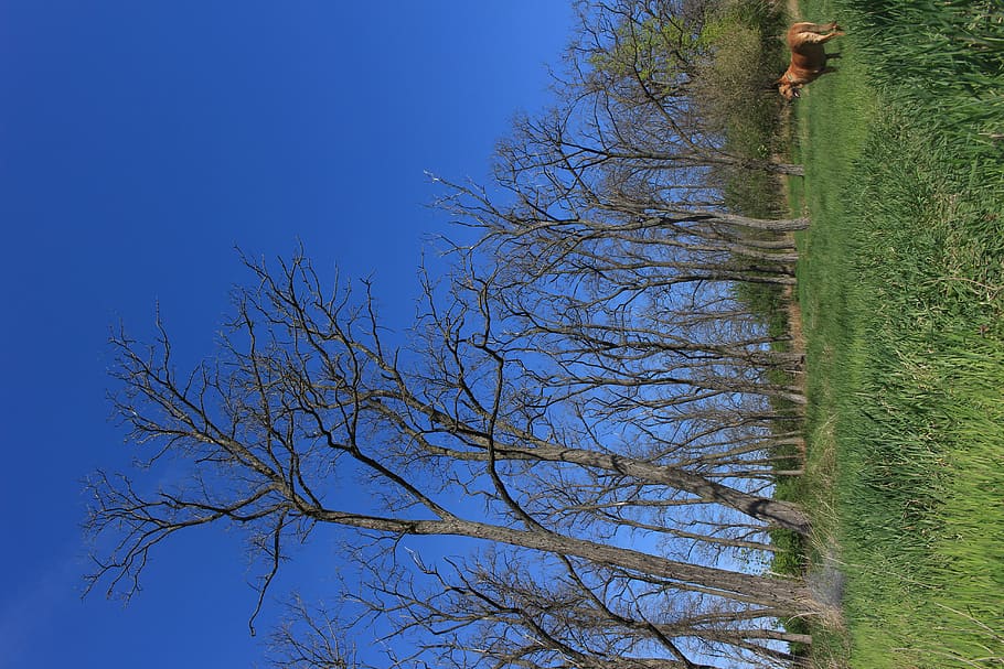 tree, plant, bare tree, sky, low angle view, nature, blue, branch HD wallpaper