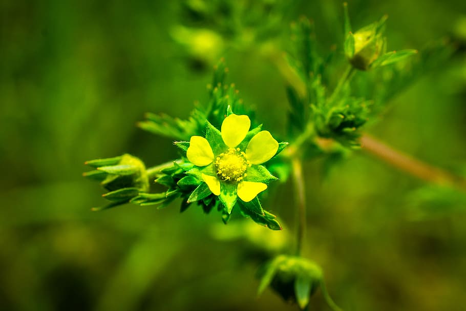 yellow flowers, light, spring, nature, plants, wildflower, landscape HD wallpaper