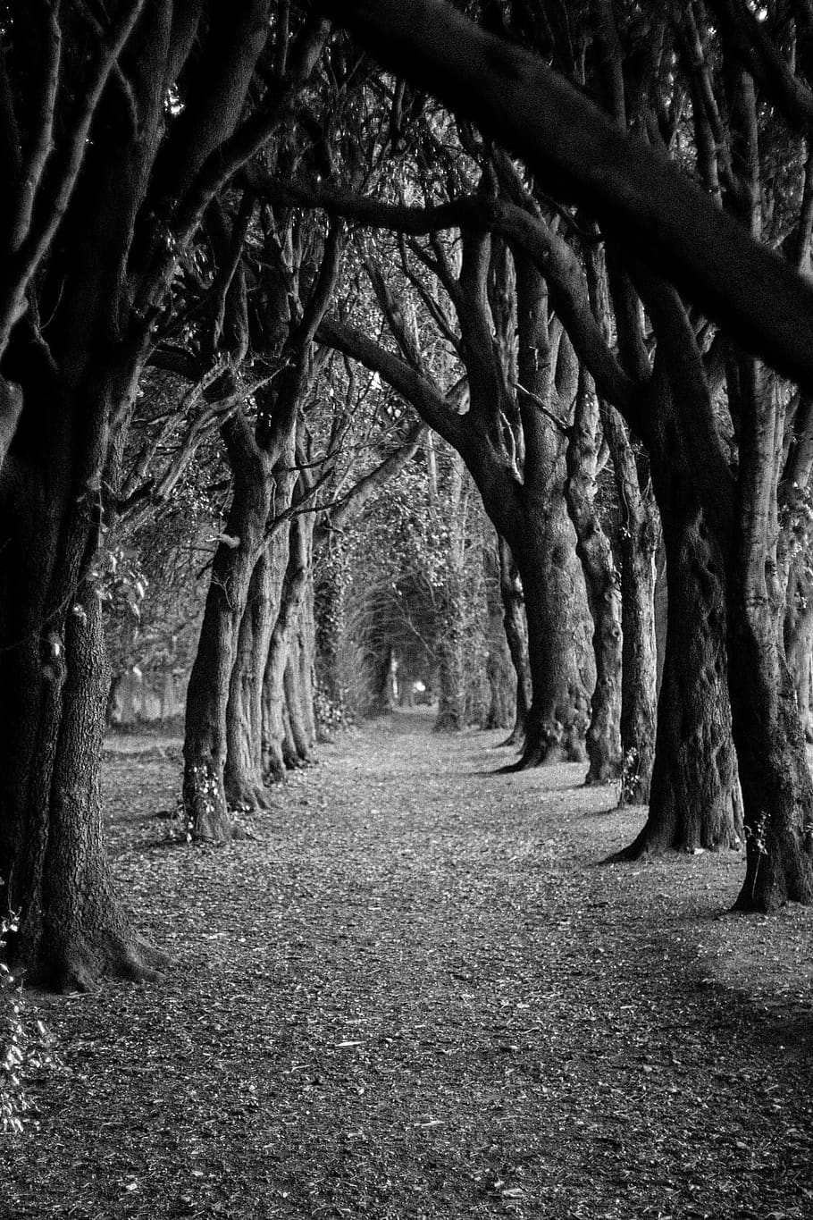 ireland, dublin, saint anne's park, spooky, black and white