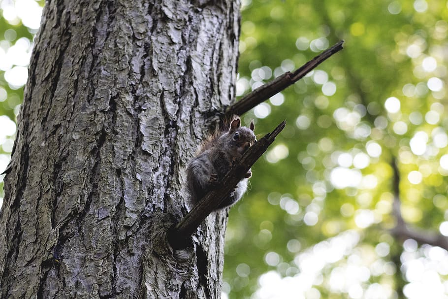 trees, squirrel, wilderness, animal, dof, wallpaper, plant HD wallpaper