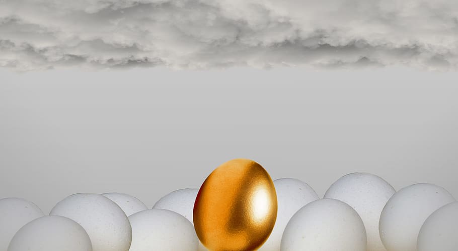 Golden Egg, different, eggs, animal, background, business, chance HD wallpaper