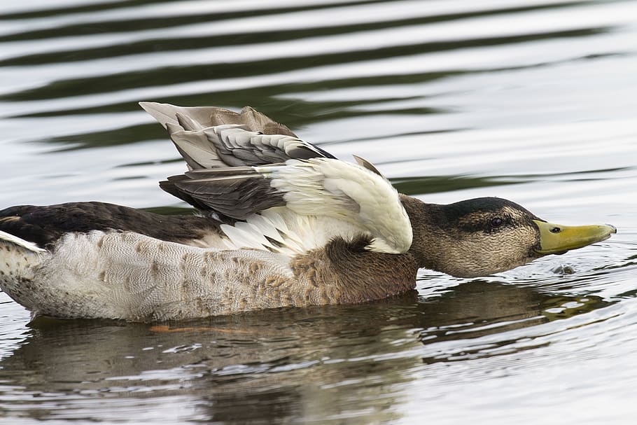 netherlands, hoogmade, beast, feather, wings, swim, beak, wild HD wallpaper