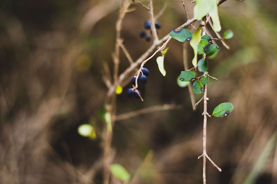 Forest blueberries 1080P, 2K, 4K, 5K HD wallpapers free download