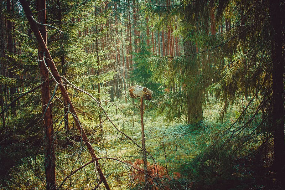 tree, plant, vegetation, conifer, nature, outdoors, land, fir HD wallpaper