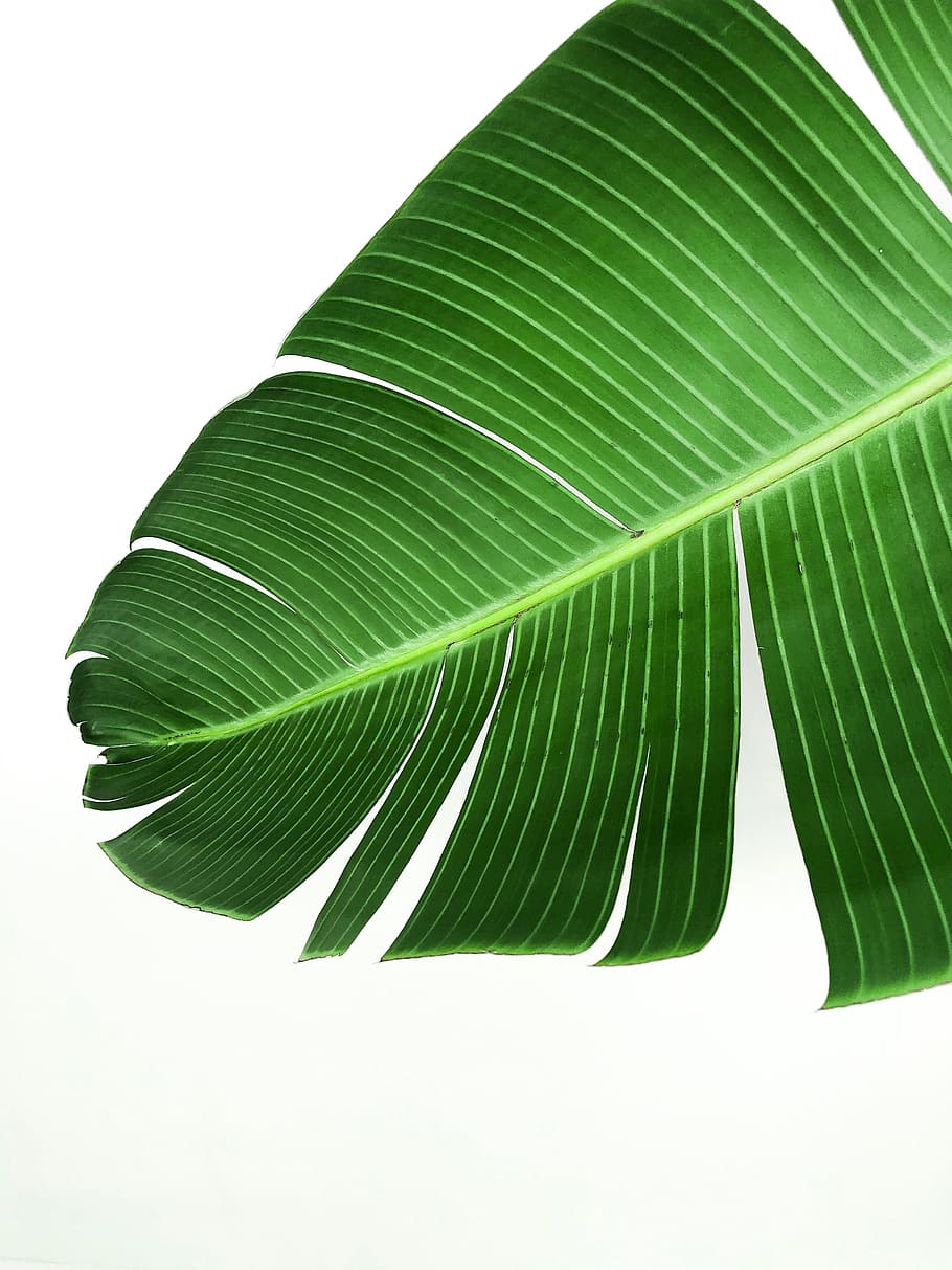trees, palms, flroida, leaf, minimal, green color, plant part HD wallpaper