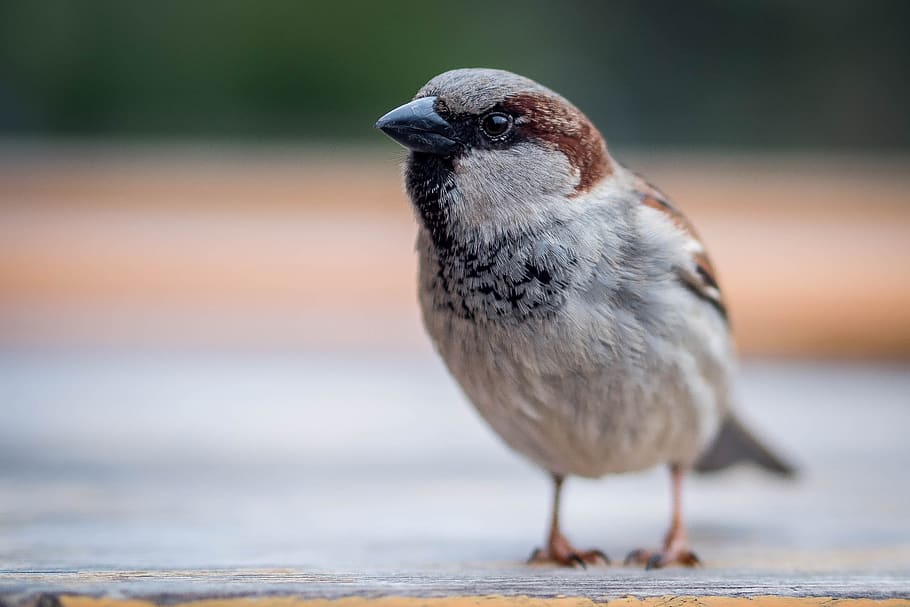 Shallow Focus Photography of Bird, blur, close-up, daylight, feathers HD wallpaper