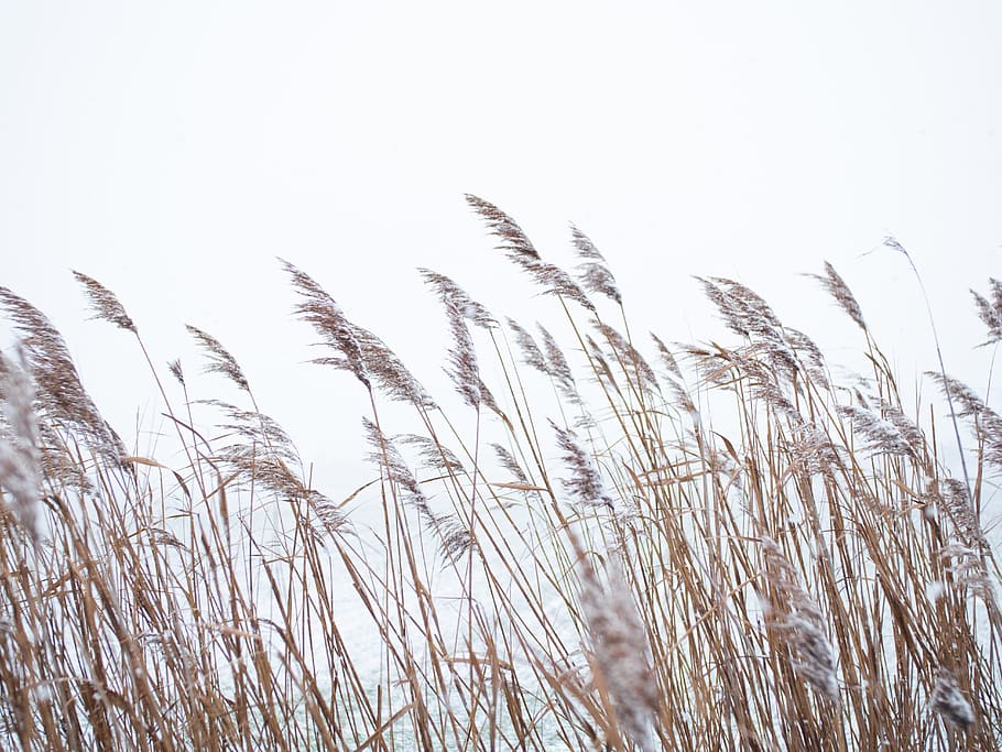 wheat grass field, growth, plant, nature, beauty in nature, no people HD wallpaper