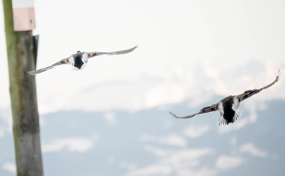 two birds in flight, flying, animal, duck, swiss alps, lake constance HD wallpaper