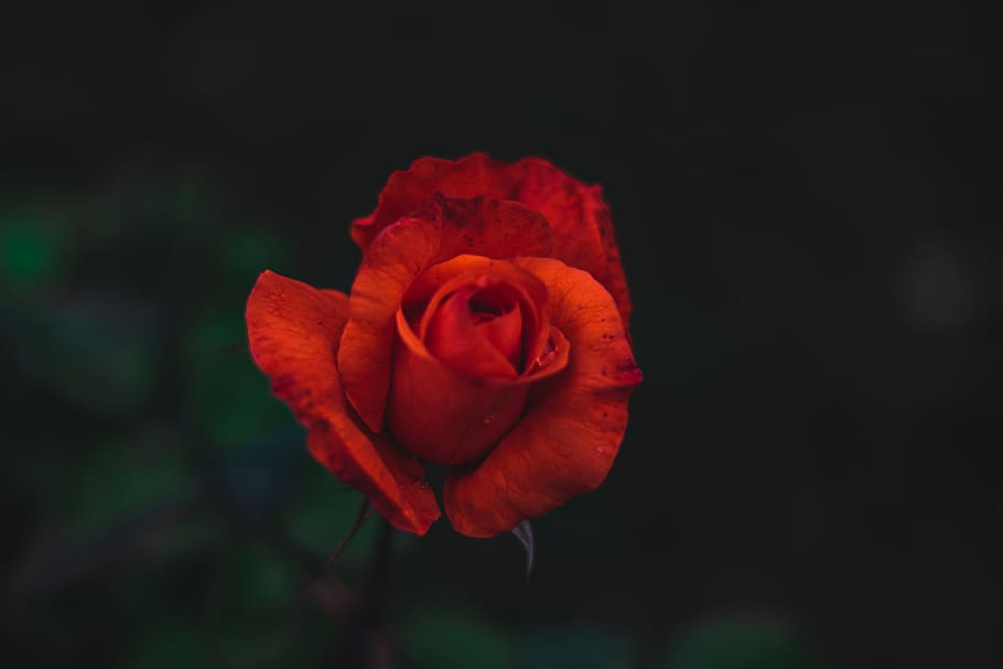 red rose flower, plant, blossom, petal, geranium, bush, vegetation HD wallpaper