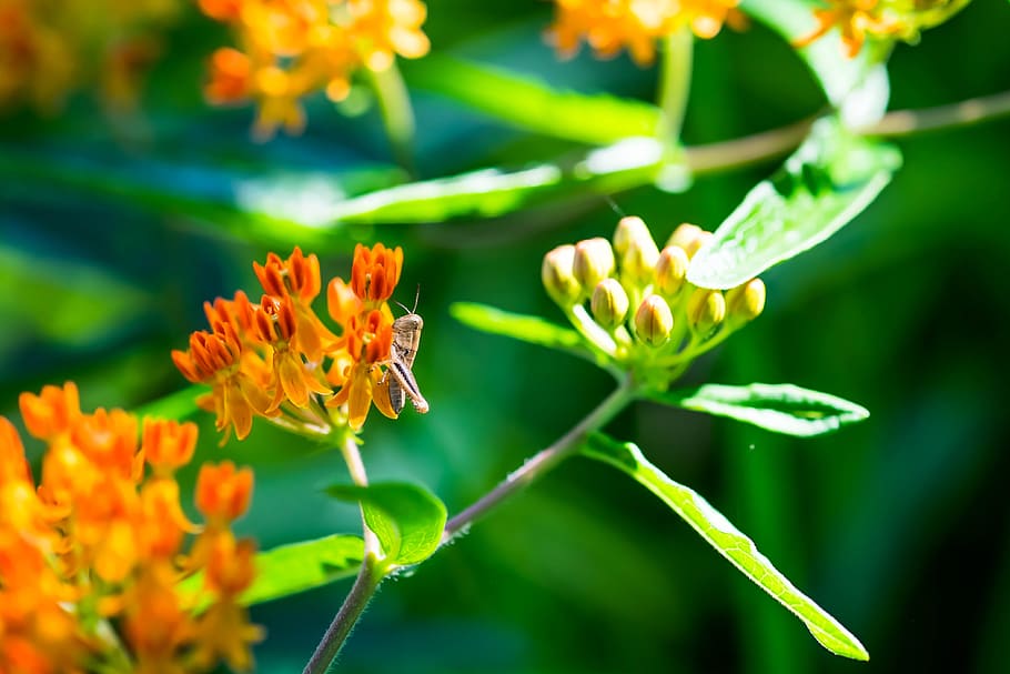 grasshopper, insect, spring, flower, milkweed, macro, flowering plant HD wallpaper