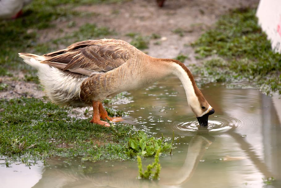 duck, bird, nature, animals, animal themes, animals in the wild HD wallpaper