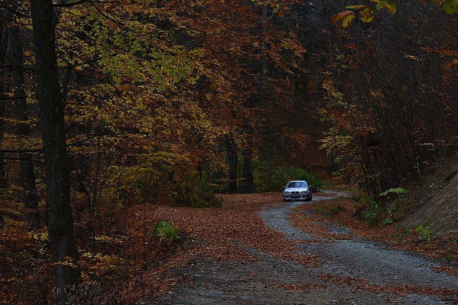 Car On The Road, daylight, environment, forest, trees, vehicle HD wallpaper