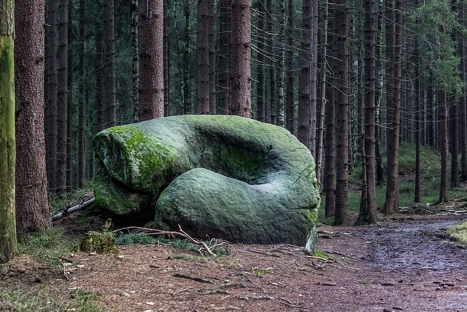 rock, green, donut, forest, trees, stone, land, plant, trunk HD wallpaper