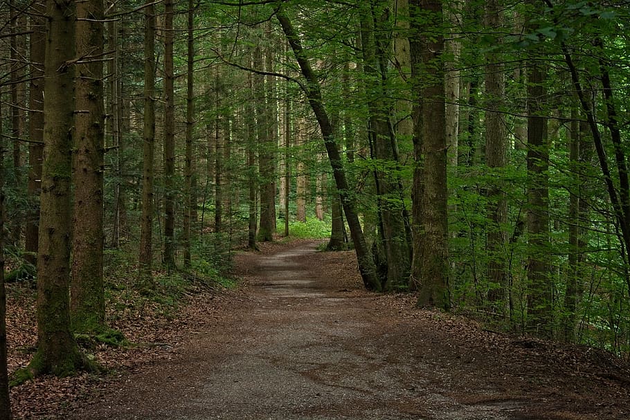 forest path, away, mixed forest, nature, trail, mood, promenade HD wallpaper