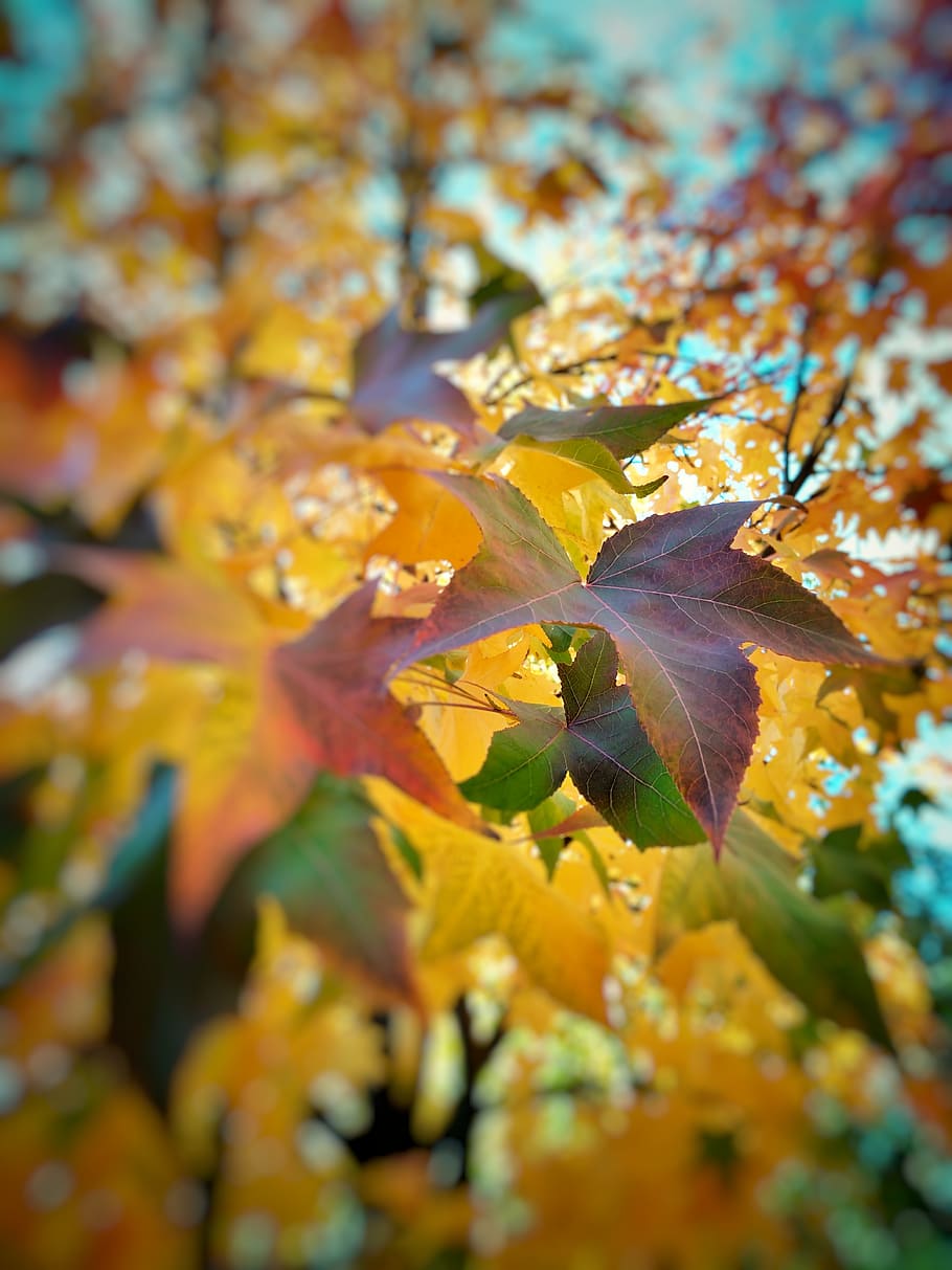 spain, ponferrada, fall, yellow, autumn, blur, brown, leaves HD wallpaper