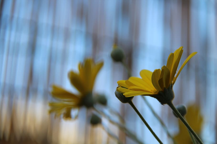 italy, montesilvano, flowering plant, freshness, fragility HD wallpaper