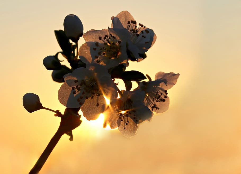 flowers, sun, light, spring, casey, bloom, flowering plant, HD wallpaper