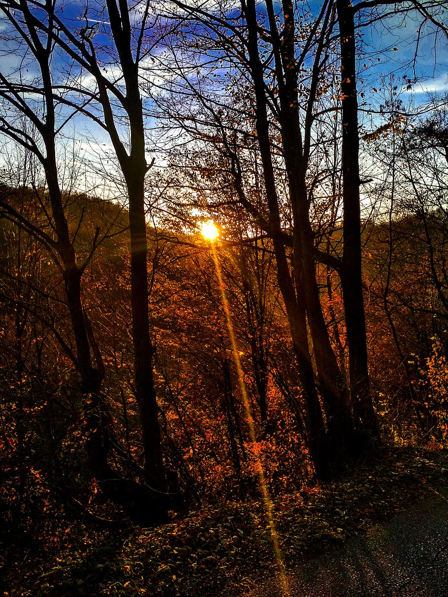 nature, sunlight, sunset, sunshine, forest, autumn, background HD wallpaper