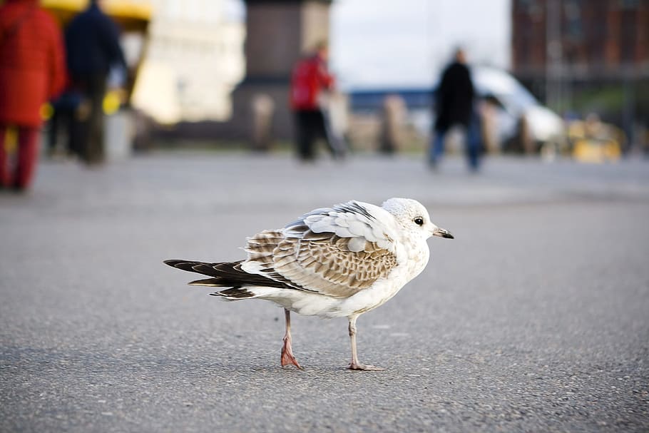 Helsinki, bird, dom, con2011, peace, wing, animal, focus on foreground HD wallpaper