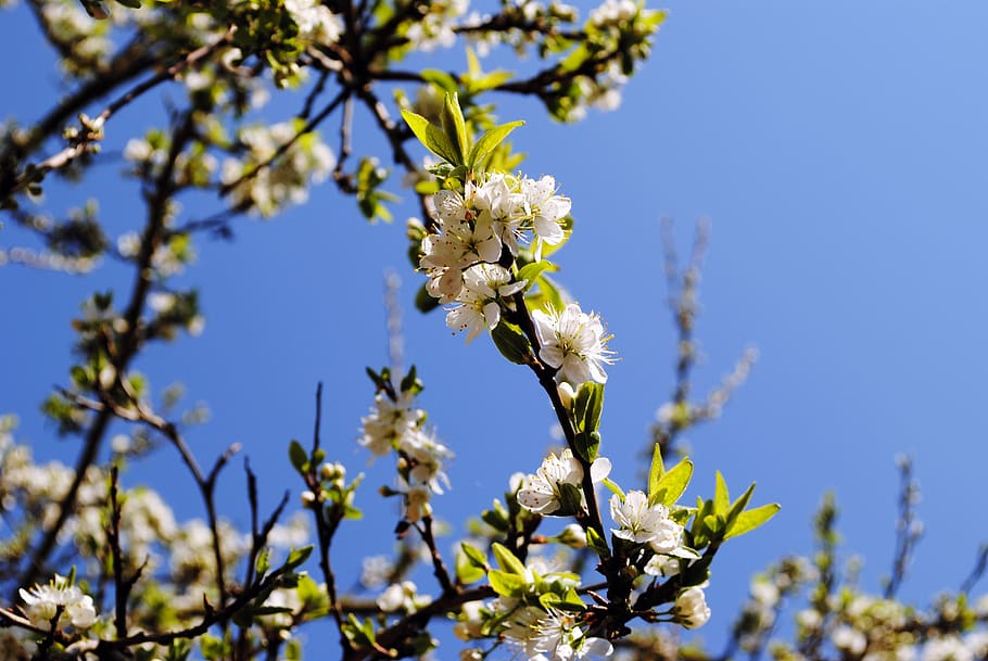 spring, blossom, bloom, apple tree, season, sky, plant, flower HD wallpaper