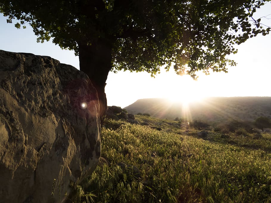 green, meadow, tree, grass, sun, sunlight, nature, plant, sky HD wallpaper