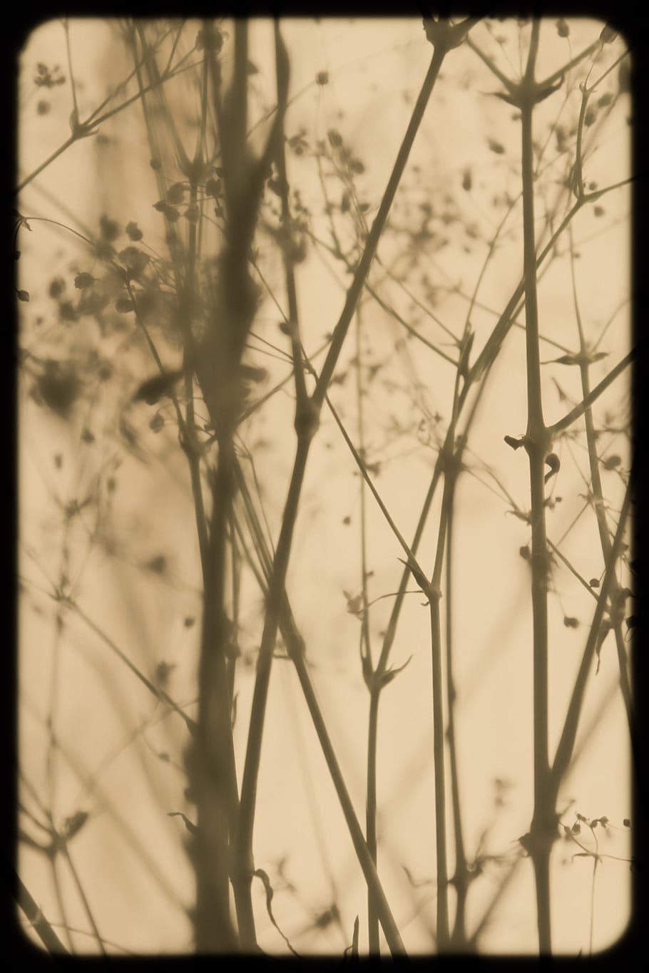 flower, old, vintage, stem, light, rustic, plants, no people HD wallpaper
