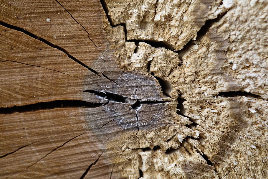 forest, cracks, brown, rings, tree rings, texture, wooden, log HD wallpaper