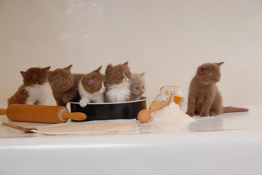 british shorthair, kittens, british longhair, cinnemon-white