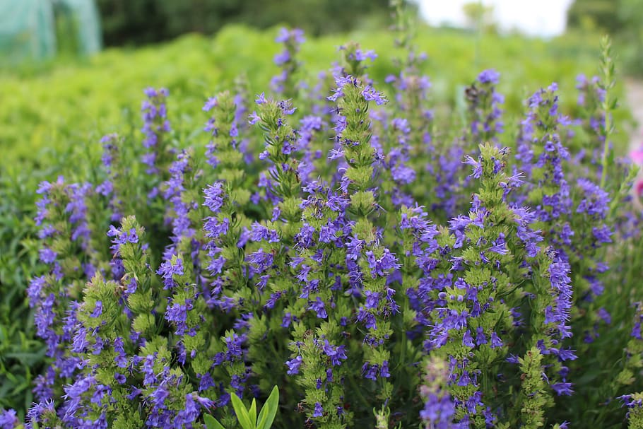flowers, violet, nature, flowering plant, growth, vulnerability HD wallpaper