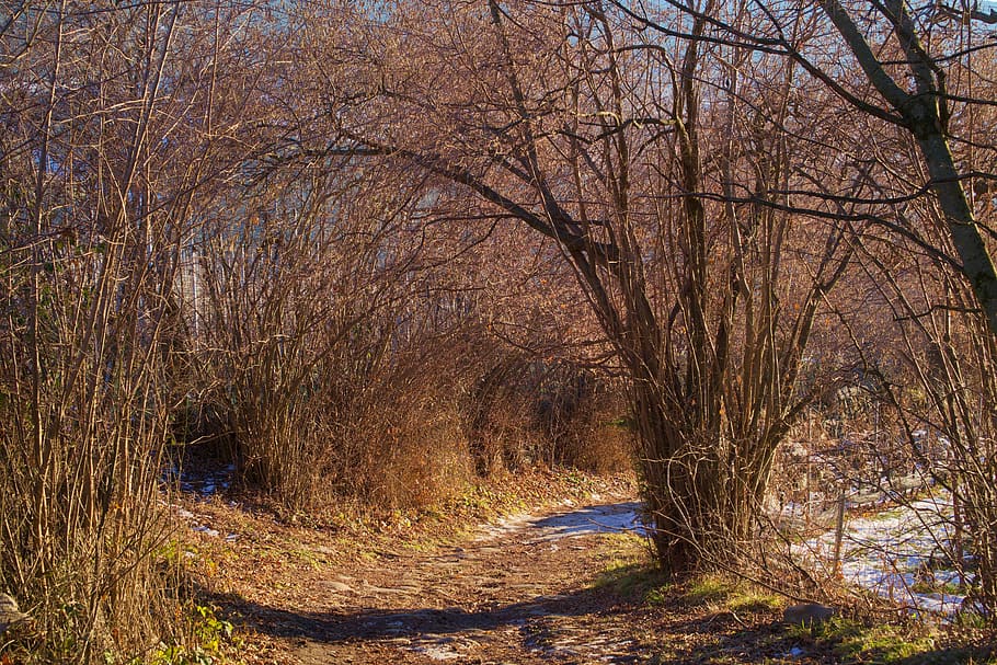 promenade, passage, nature, tree, wood, landscape, branch, plant HD wallpaper