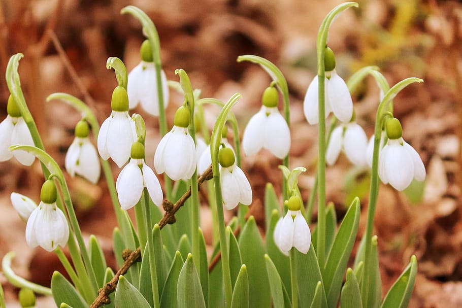snowdrop, spring, signs of spring, early bloomer, white, nature, HD wallpaper