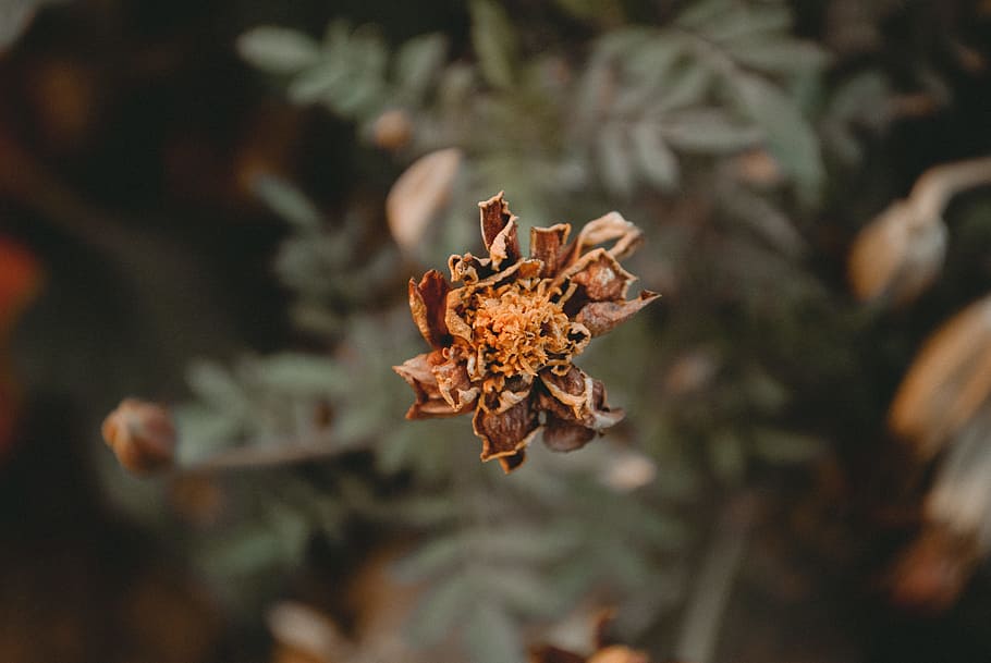 Dried Brown Marigold Flower Selective-focus Photography, blurred background HD wallpaper