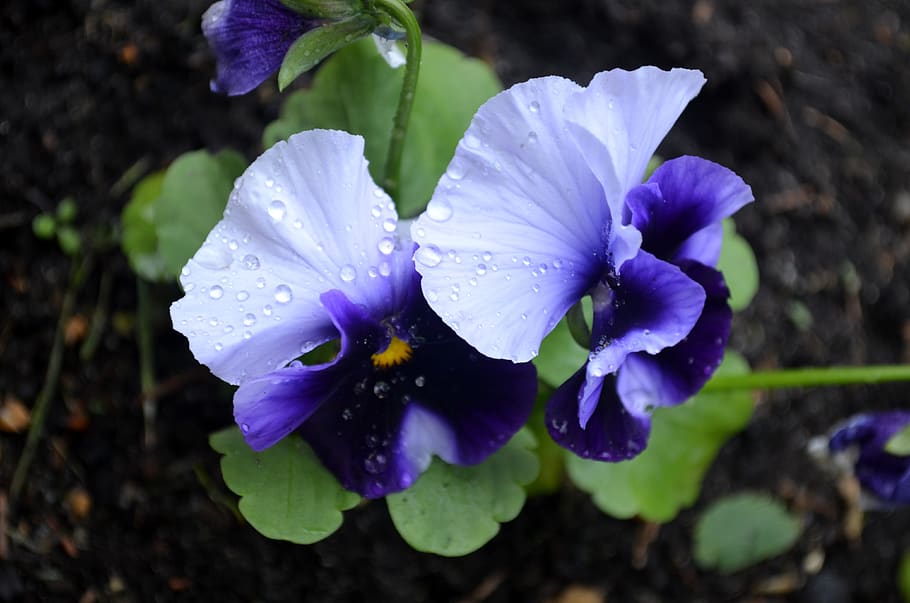 flowers, violet, summer, drops, rain, petals, purple, flora HD wallpaper