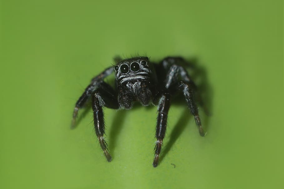 spider, macro, insect, arachnid, invertebrate, animal themes HD wallpaper