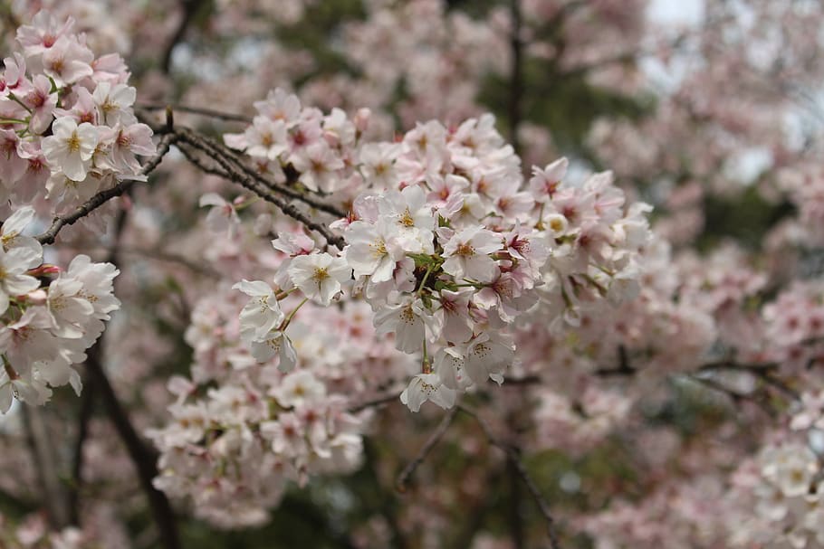 cherry blossom, tree, spring, flower, flowering plant, fragility HD wallpaper