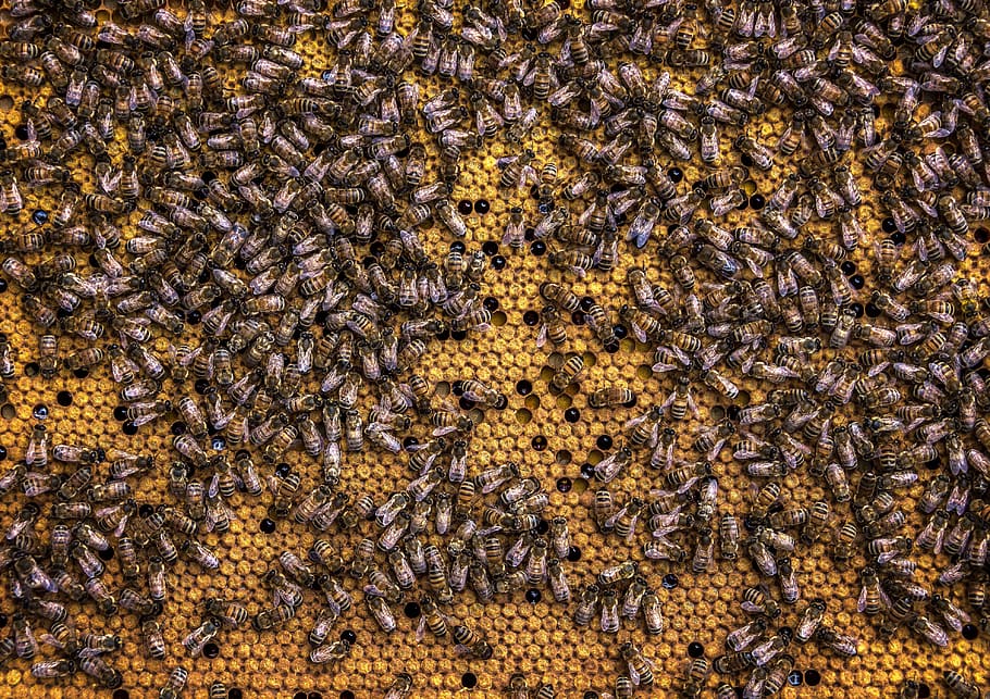 Swarm Of Honey Bees, beekeeping, beeswax, honeycomb, insects