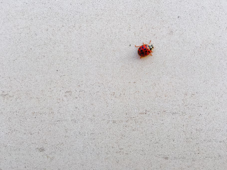 bug, insect, nature, flowering plant, no people, red, fragility HD wallpaper