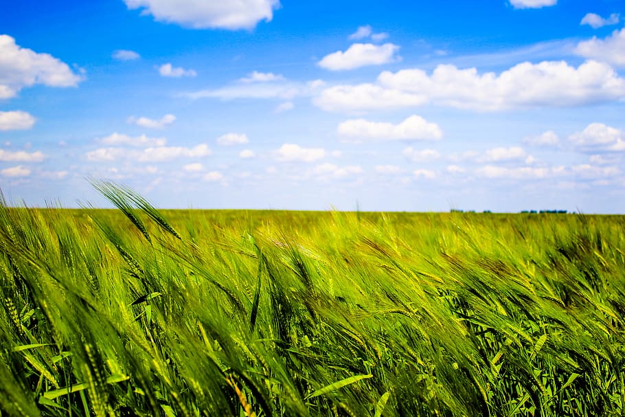 field, agriculture, landscape, crop, growth, cloud - sky, plant HD wallpaper