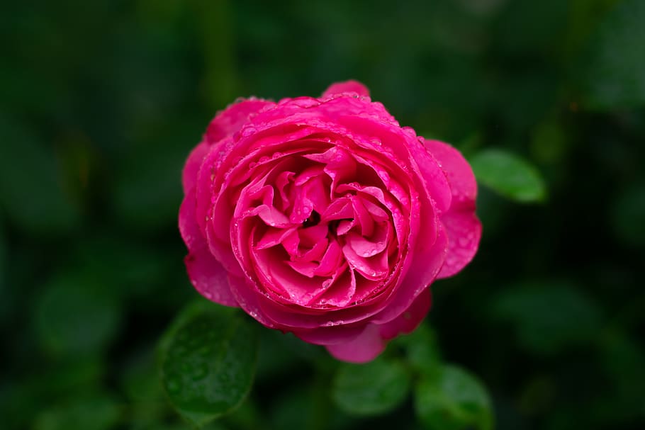 Rosa Bild Pink Flower With Raindrops Wallpaper