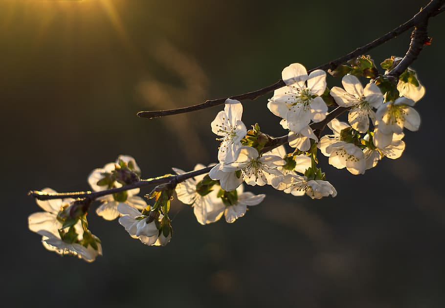 white-petaled flowers, flowering plant, fragility, vulnerability HD wallpaper