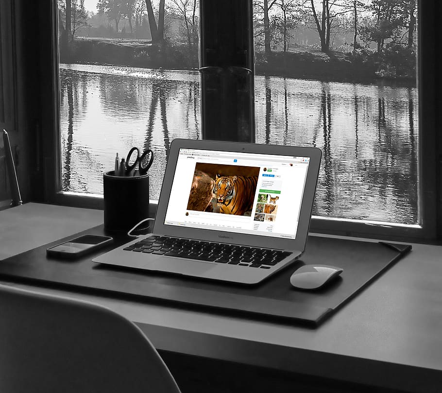 Macbook Showing Adult Tiger, black-and-white, desk, electronics HD wallpaper