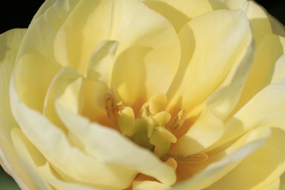 tulip, double tulip, bulb flower, yellow, pestle, stamens, flowers, HD wallpaper