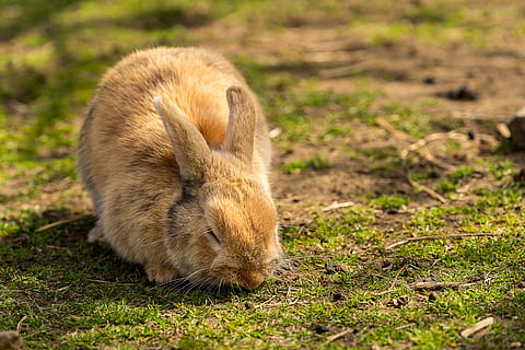 animal, hare, rabbit, easter, cute, animal world, mammal, ears HD wallpaper
