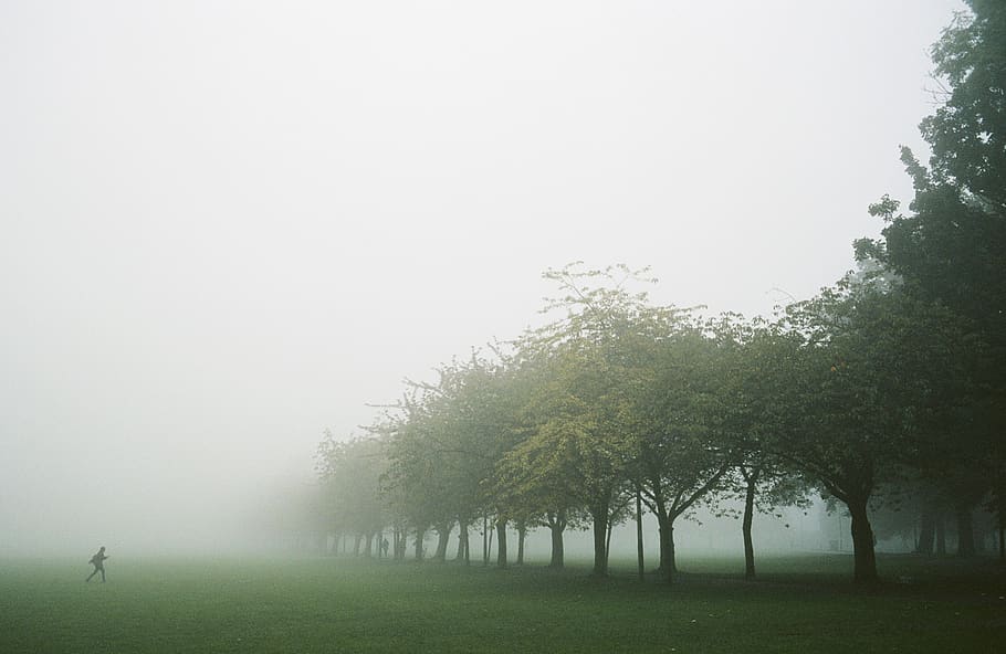 fog, tree, plant, nature, beauty in nature, sky, tranquility HD wallpaper