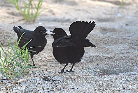 barbados, animal themes, bird, vertebrate, black color, animals in the wild HD wallpaper