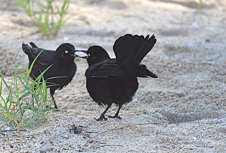 barbados, animal themes, bird, vertebrate, black color, animals in the wild HD wallpaper