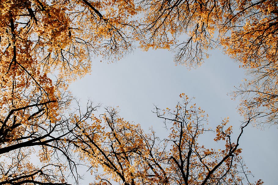 green trees, plant, beauty in nature, autumn, branch, sky, low angle view HD wallpaper
